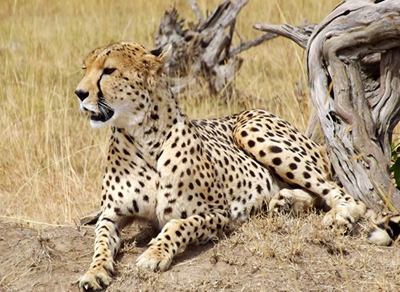 AMBOSELI NATIONAL PARK SAFARI EXPERIENCE -3 DAYS.