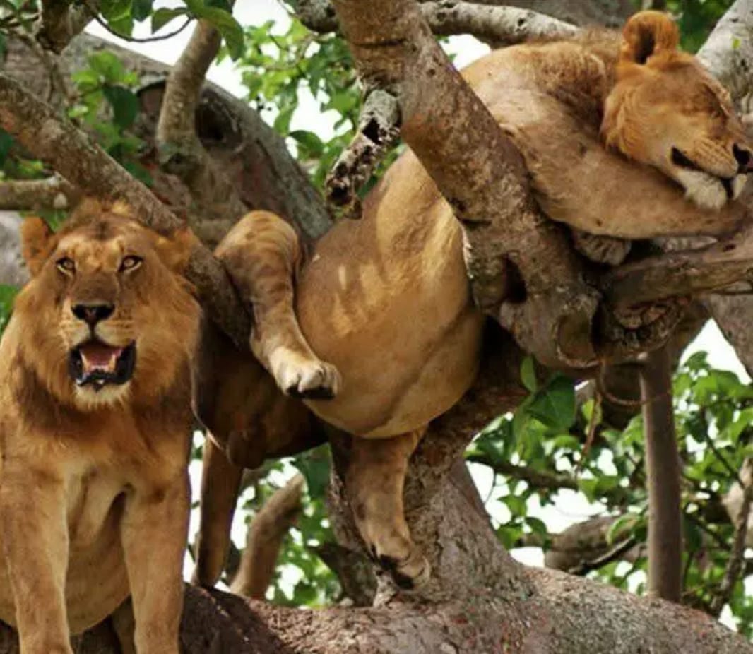 4-Day Queen Elizabeth National Park Tour – Uganda's Savannah Jewel