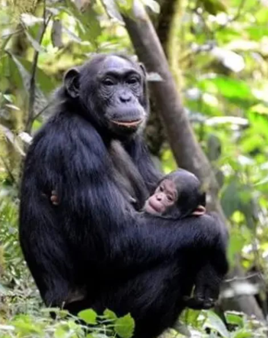 4-Day Chimpanzees in Kibale Forest – Uganda's Primate Capital