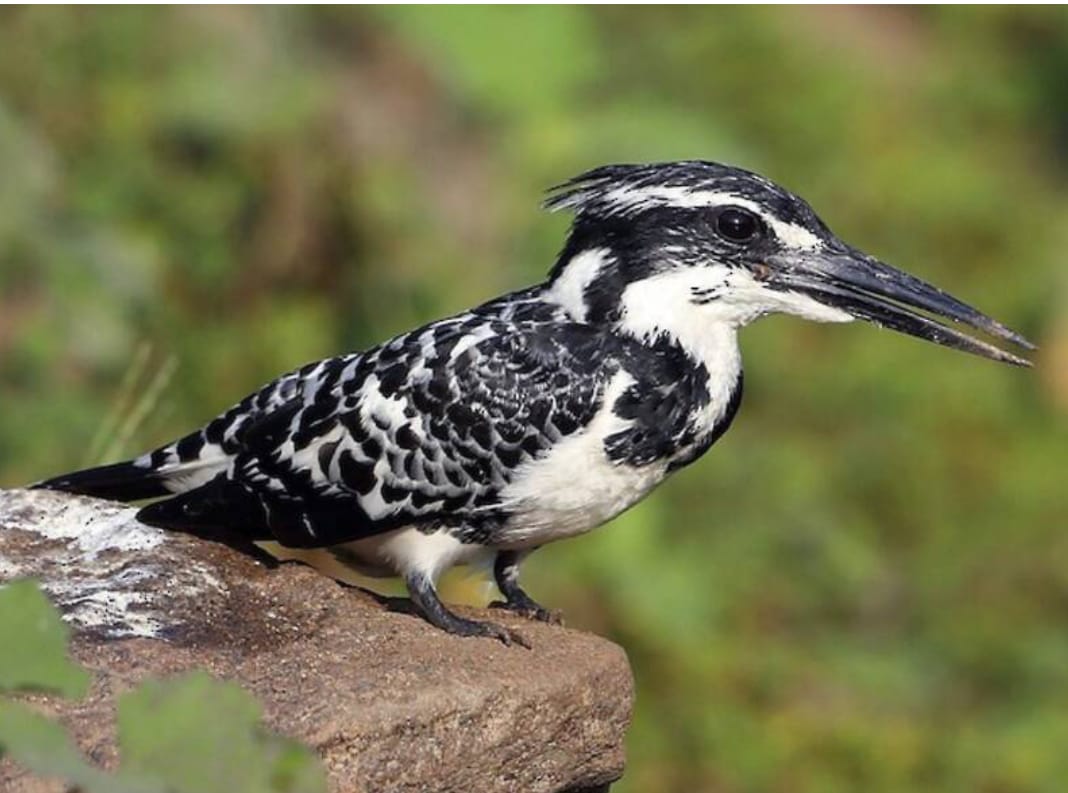 8-Day Birding in Uganda – The Pearl of Africa's Avian Treasure