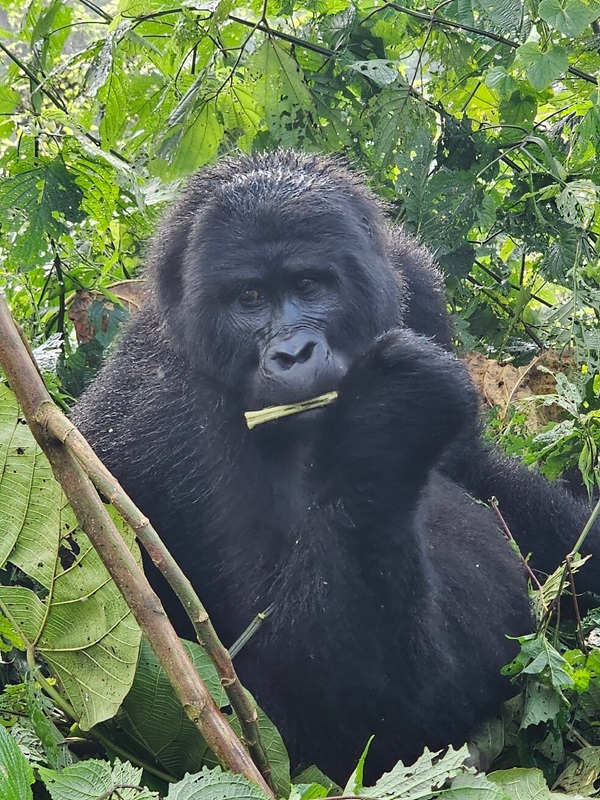 5-Day Gorilla Trekking Tour – An Encounter with Giants