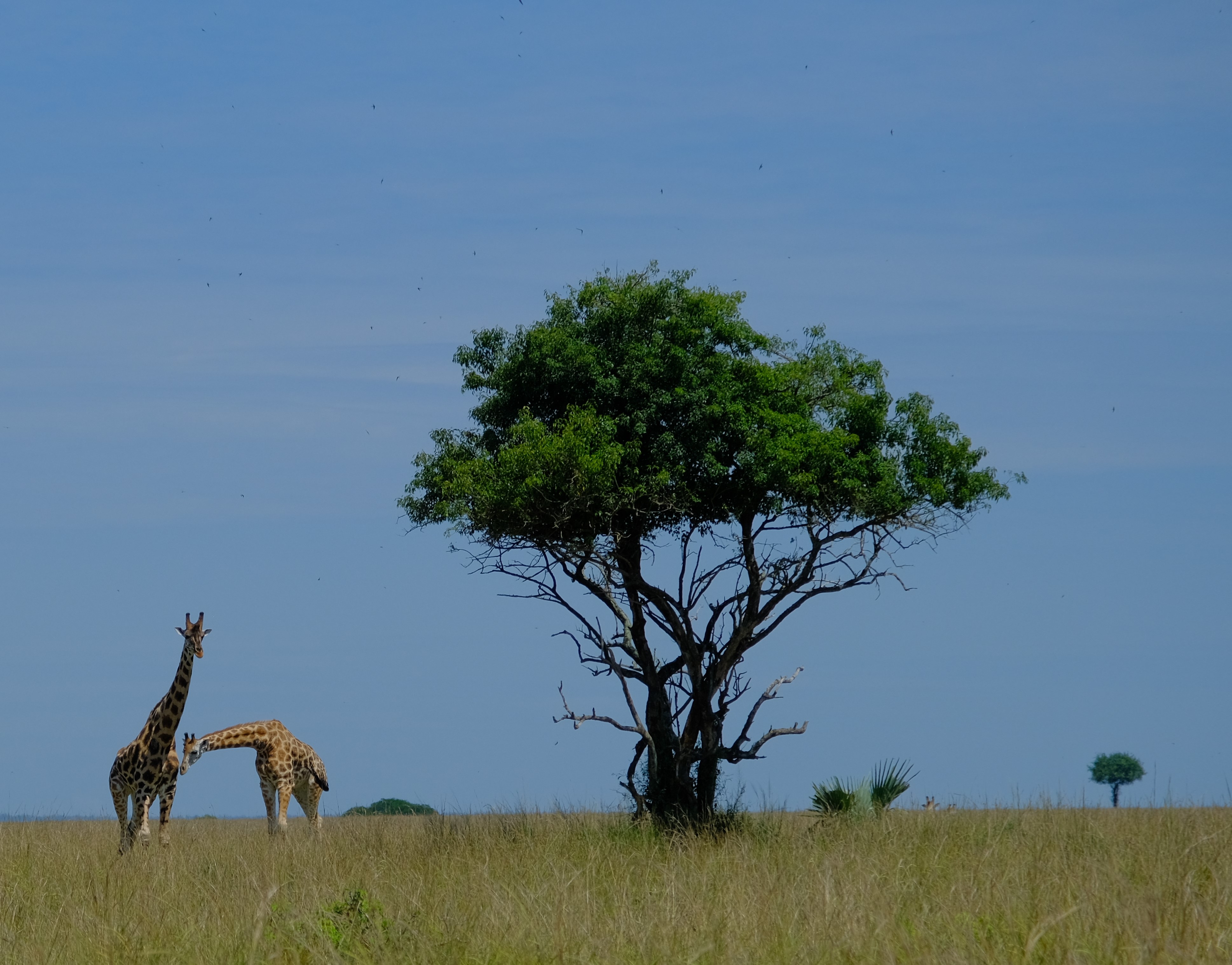 4-Day Amboseli, Tsavo West & Tsavo East – Kenya's Southern Circuit in Style