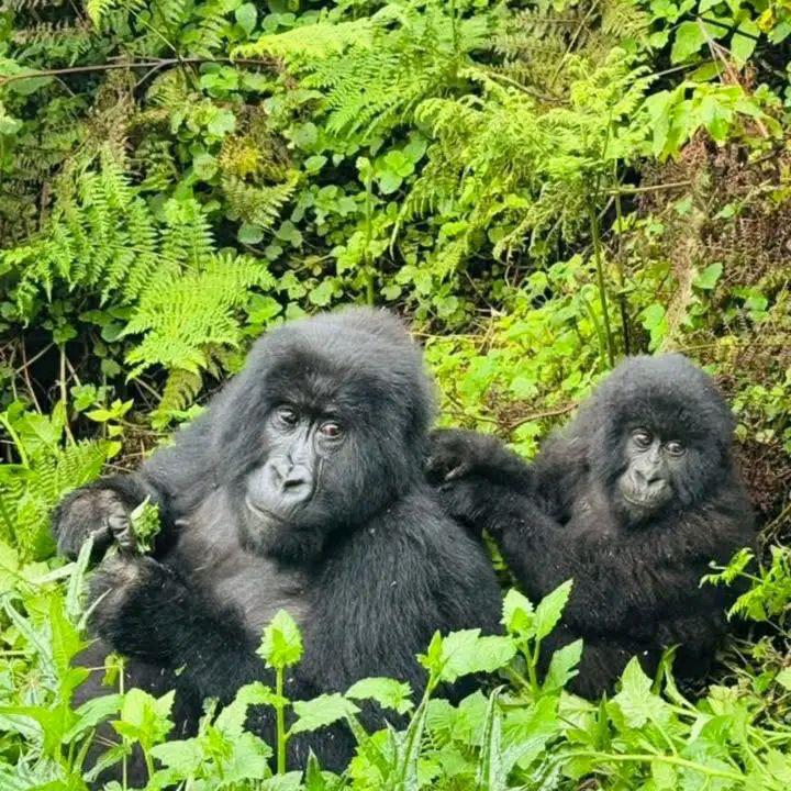 5-Day Mountain Gorilla Trekking in Volcanoes National Park