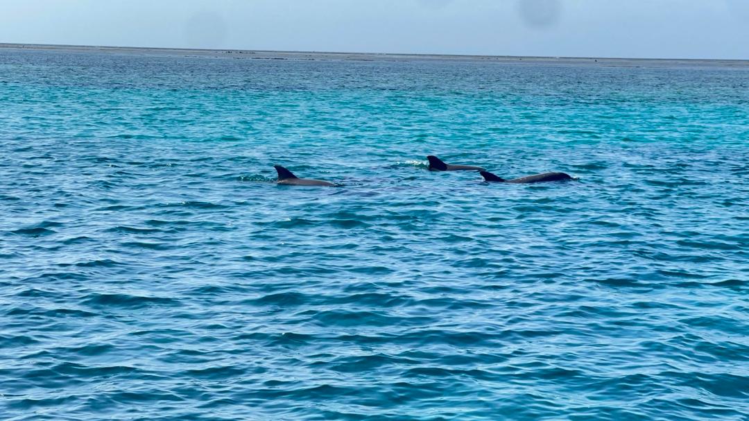 7-Day Zanzibar Tour – The Spice Island Escape